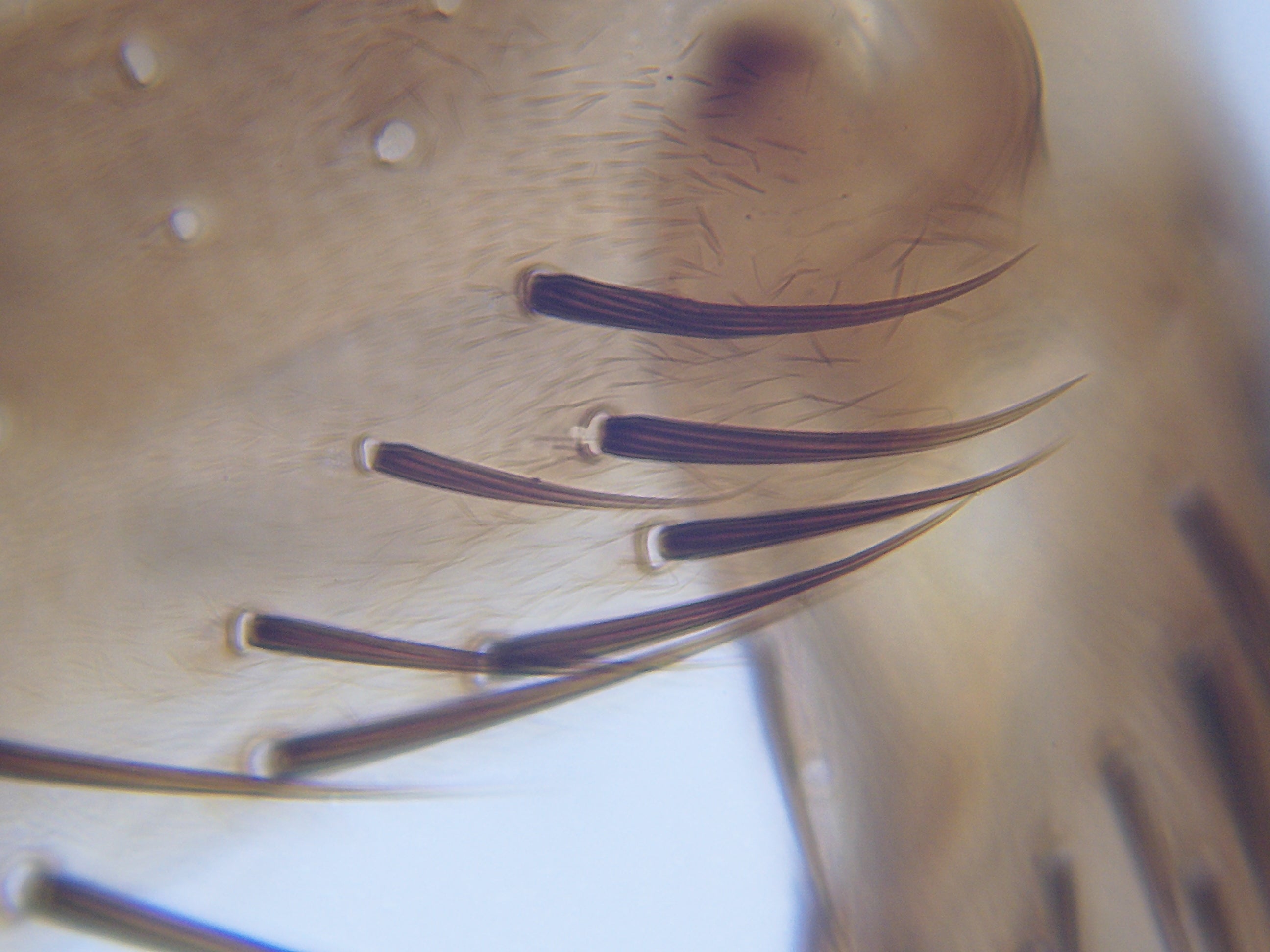 21x-840x Digital Microscope with 4.3-inch LCD Touchscreen and Integrated Camera