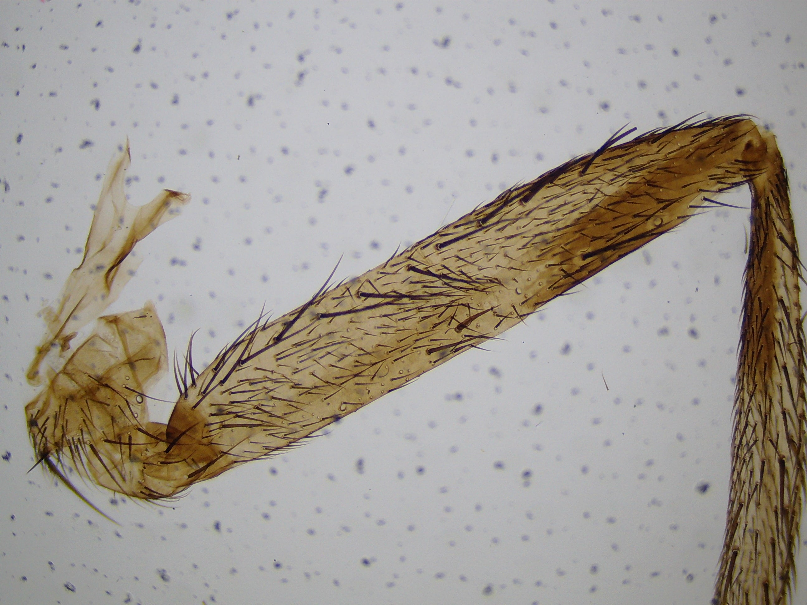 21x-840x Digital Microscope with 4.3-inch LCD Touchscreen and Integrated Camera