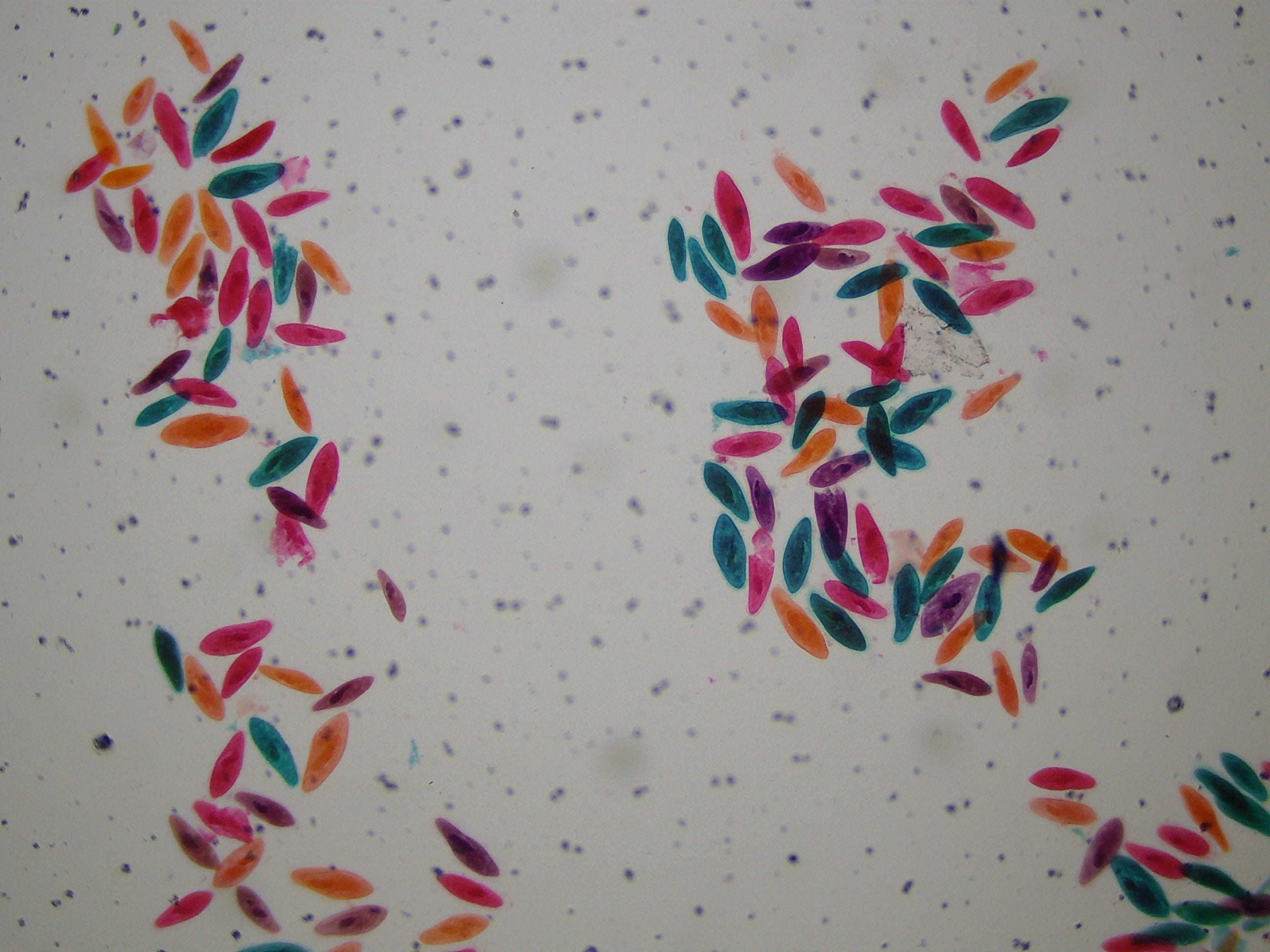 21x-840x Digital Microscope with 4.3-inch LCD Touchscreen and Integrated Camera