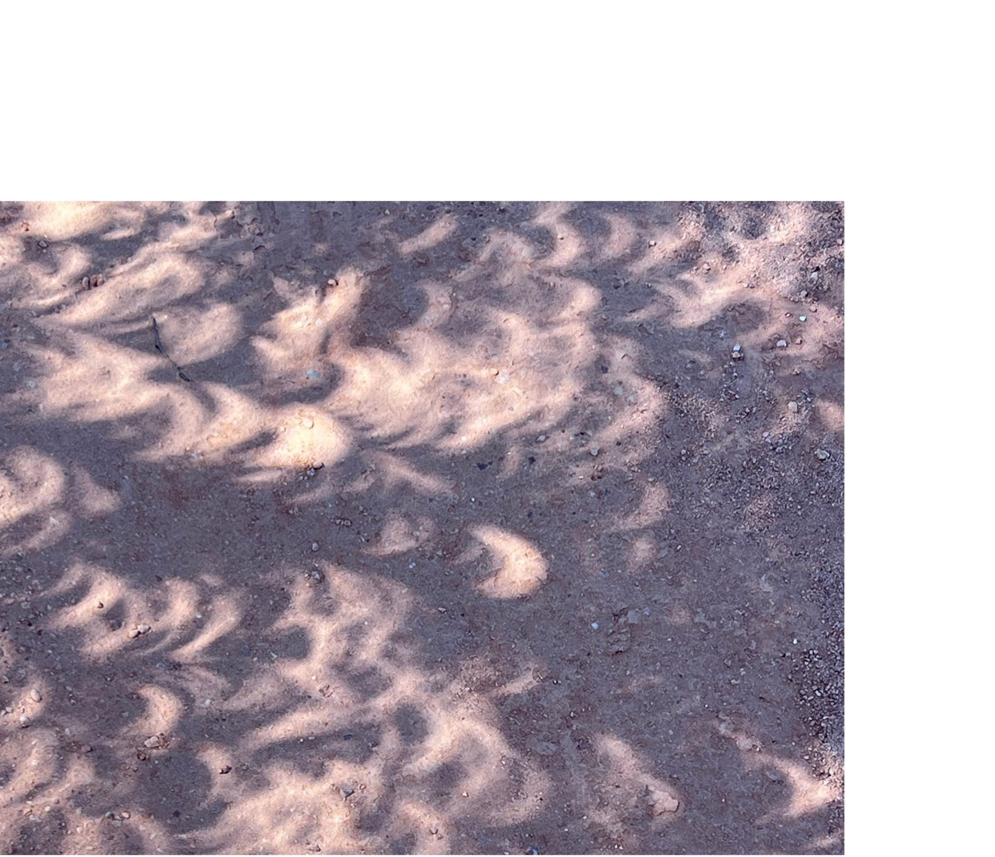 Crescents of the partially eclipsed sun as seen through the shadows of tree leaves before totality