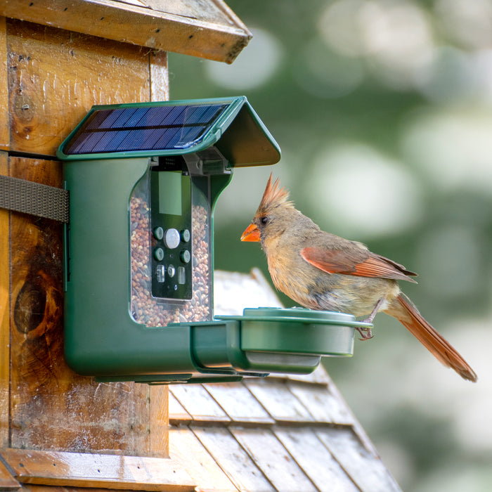 Explore Scientific Wild Bird Feeder Wi-Fi Camera