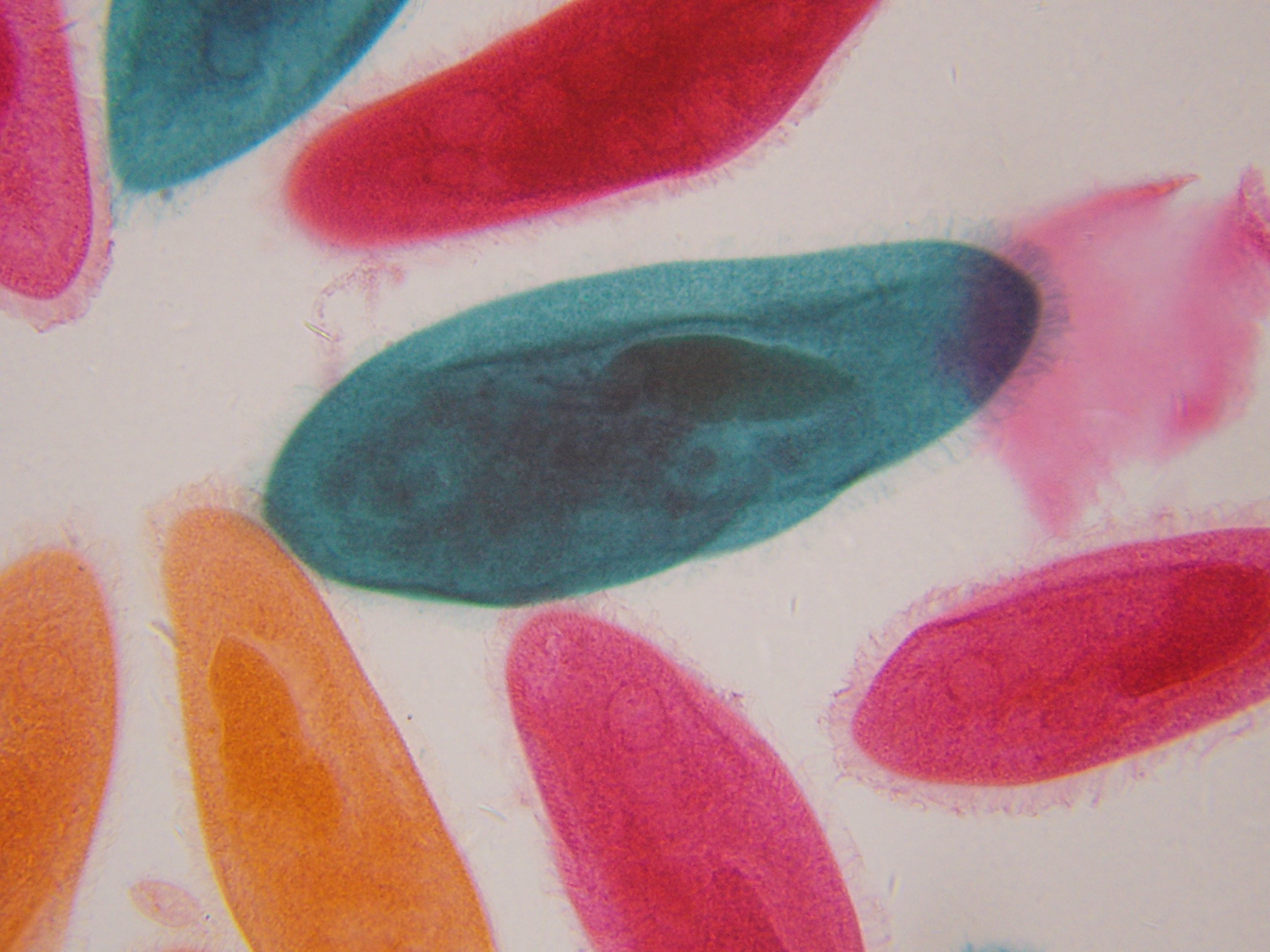 21x-840x Digital Microscope with 4.3-inch LCD Touchscreen and Integrated Camera