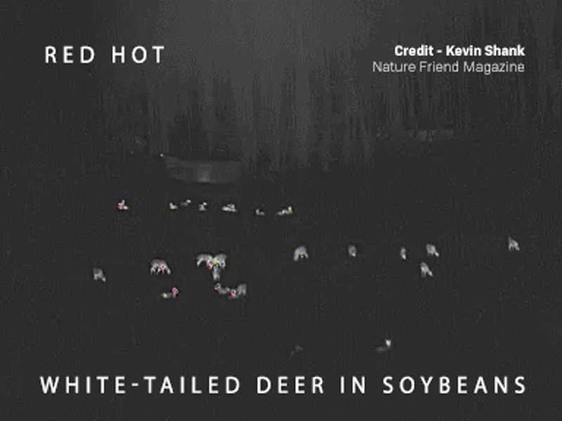 White-Tailed Deer in Soybeans by Kevin Shank, Nature Friend Magazine